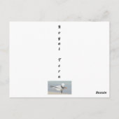 Royal Tern Bow zu Royalty Funny Fotografy Postkarte (Rückseite)