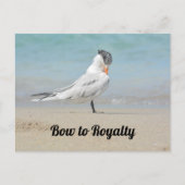 Royal Tern Bow zu Royalty Funny Fotografy Postkarte (Vorderseite)