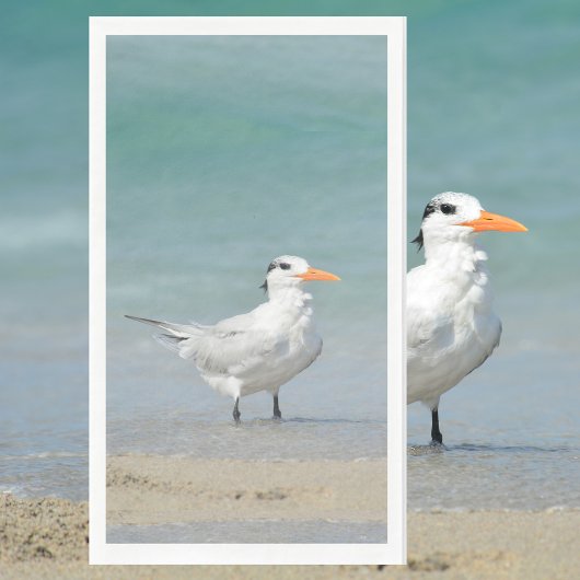 Royal Tern Coastal Beach Fotografie Serviette