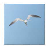 Royal Tern in Flight Coastal Blue Fliese (Vorderseite)