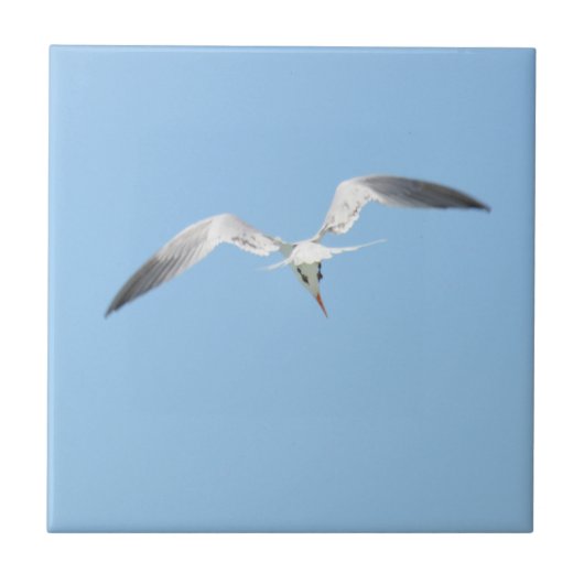 Royal Tern in Flight Coastal Blue Fliese (Vorderseite)
