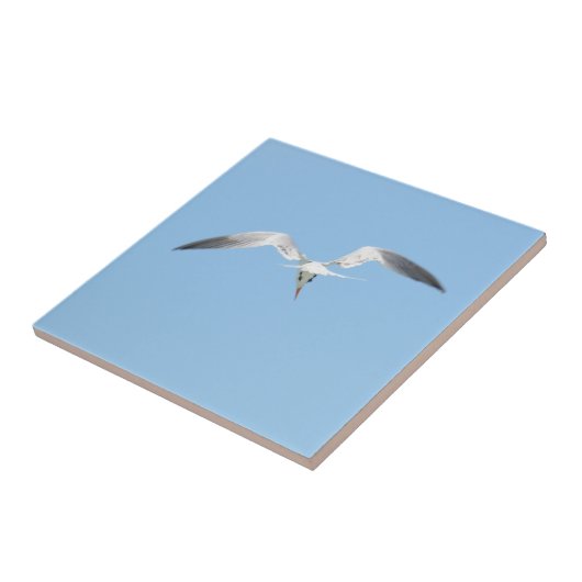 Royal Tern in Flight Coastal Blue Fliese (Seite)
