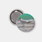 Royal Tern Magnet (Vorderseite/Rückseite)