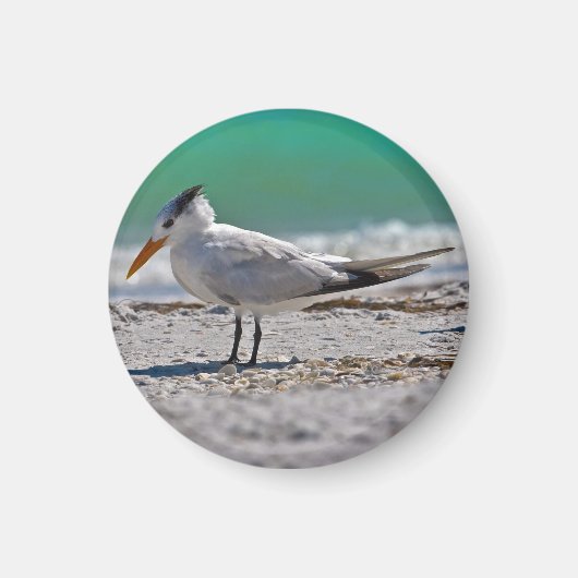 Royal Tern Magnet (Vorne)