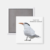Royal Tern Magnet (Vorderseite/Rückseite)