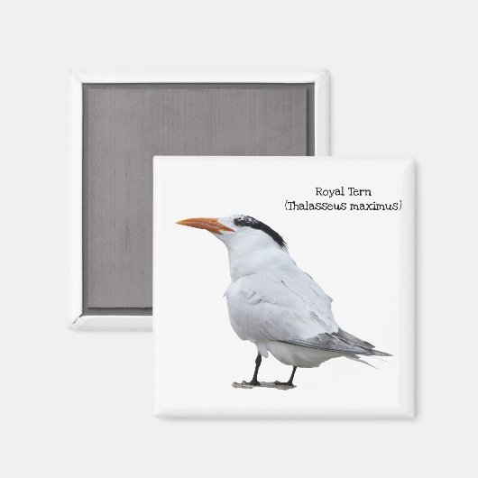 Royal Tern Magnet (Vorderseite/Rückseite)