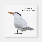 Royal Tern Magnet (Vorne)