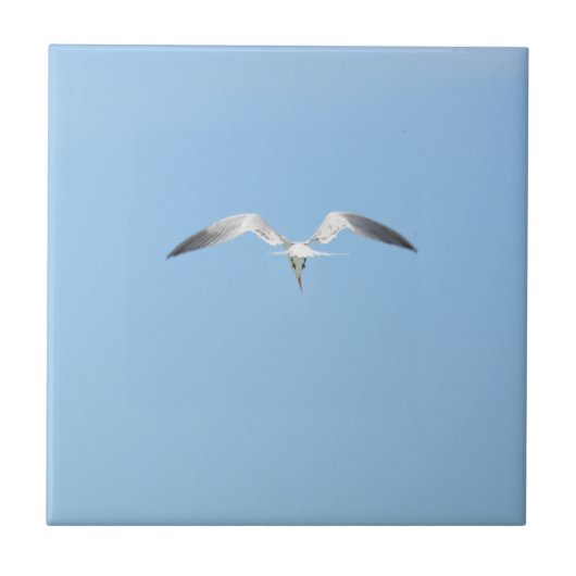 Royal Tern Seabird in Flight Sky Blue Fliese (Vorderseite)