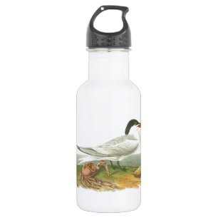 Royal Tern von Audubon Edelstahlflasche
