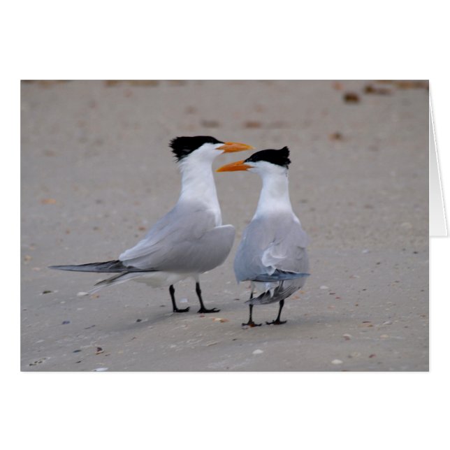 Royal Terns (Vorderseite (Horizontal))