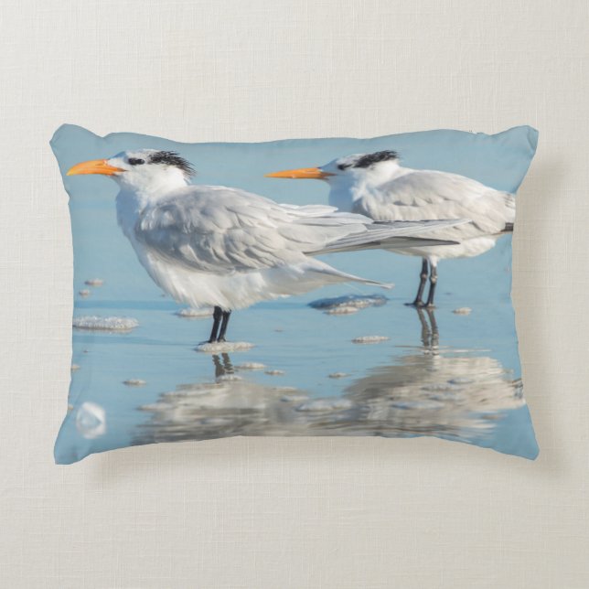 Royal Terns am Strand Dekokissen (Vorderseite)