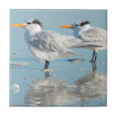 Royal Terns am Strand Fliese (Vorderseite)