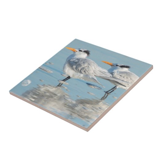 Royal Terns am Strand Fliese (Seite)