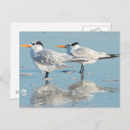 Royal Terns am Strand Postkarte (Vorne/Hinten)