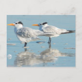 Royal Terns am Strand Postkarte (Vorderseite)