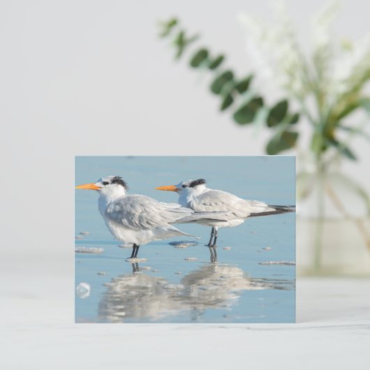Royal Terns am Strand Postkarte (Stehend Vorderseite)