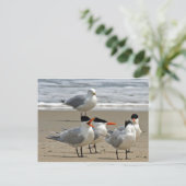 Royal Terns Foto Postkarte (Stehend Vorderseite)