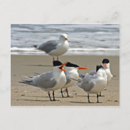 Royal Terns Foto Postkarte