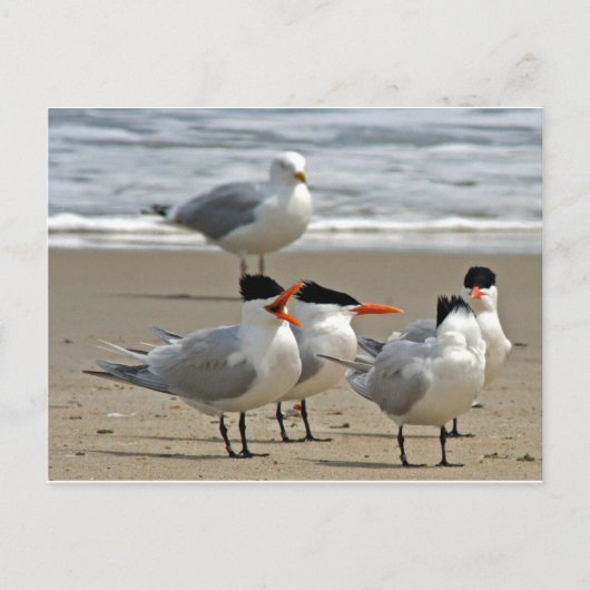 Royal Terns Foto Postkarte (Vorderseite)