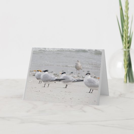 Royal Terns Note Card Feiertagskarte (Vorderseite)