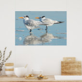Royal Terns on beach Poster (Küche)