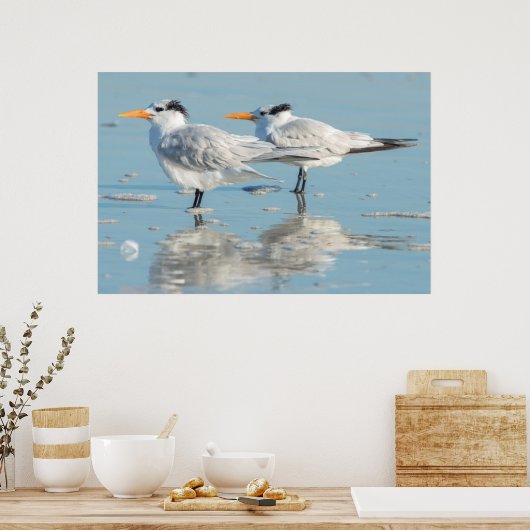 Royal Terns on beach Poster (Küche)