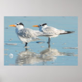Royal Terns on beach Poster (Vorne)