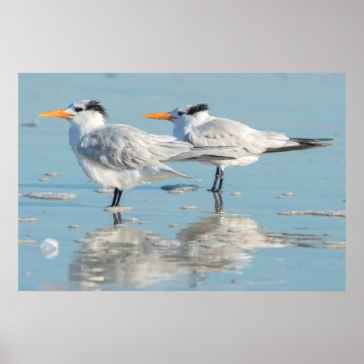 Royal Terns on beach Poster (Vorne)