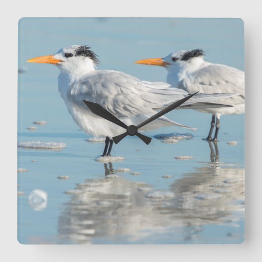 Royal Terns on beach Quadratische Wanduhr (Vorderseite)