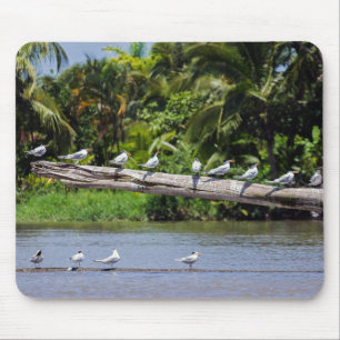 Royal terns, Tortuguero Flussmündung - Costa Rica Mousepad