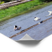 Royal terns, Tortuguero Flussmündung - Costa Rica Poster (Ecke)