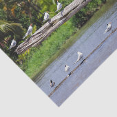 Royal terns, Tortuguero Flussmündung - Costa Rica Seidenpapier (Ausschnitt)