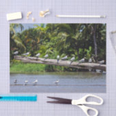 Royal terns, Tortuguero Flussmündung - Costa Rica Seidenpapier (Handwerk)