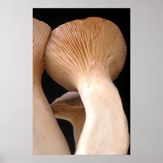 Royal Trumpet Mushroom Foto Poster (Vorne)