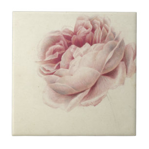 Roze Roos (1792) - Zeitlose Vintage botanische Kun Fliese