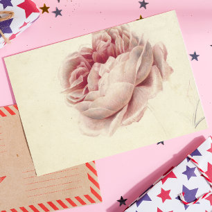 Roze Roos (1792) - Zeitlose Vintage botanische Kun Postkarte