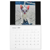 RSD auf der ganzen Welt | Katzen auf dem Balkan Kalender (Jan 2027)