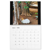 RSD auf der ganzen Welt | Katzen Marokkos Kalender (Mär 2026)