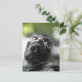 Ruanda Colobus Monkey Postcard Postkarte (Stehend Vorderseite)
