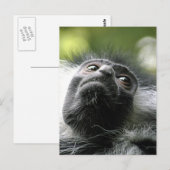 Ruanda Colobus Monkey Postcard Postkarte (Vorne/Hinten)