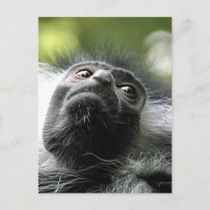 Ruanda Colobus Monkey Postcard Postkarte