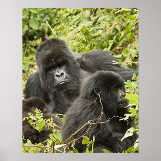 Ruanda, Volcanos National Park. Berg Poster (Vorne)