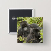 Ruanda, Volcanos-Nationalpark Button (Vorne & Hinten)