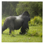 Ruanda, Volcanos-Nationalpark Fliese (Vorderseite)