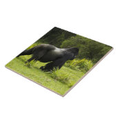 Ruanda, Volcanos-Nationalpark Fliese (Seite)