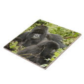 Ruanda, Volcanos-Nationalpark Fliese (Seite)