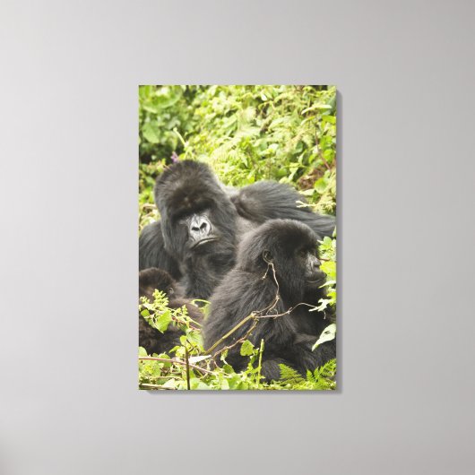 Ruanda, Volcanos-Nationalpark Leinwanddruck (Vorderseite)