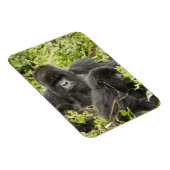 Ruanda, Volcanos-Nationalpark Magnet (Rechte Seite)