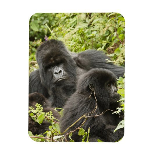 Ruanda, Volcanos-Nationalpark Magnet (Vertikal)