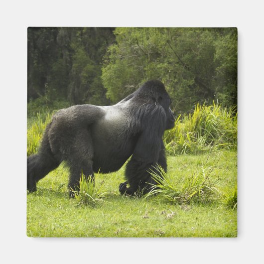 Ruanda, Volcanos-Nationalpark Magnet (Vorne)